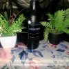 A tall matte black bottle of The Dewy Petal hand-poured Tea Tree conditioner, staged on a floral surface between green botanical plants.