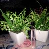 The Dewy Petal clear glass pocket spray bottle with a black cap, placed on a floral surface next to two small potted artificial plants, designed for on-the-go fragrance in South Africa.